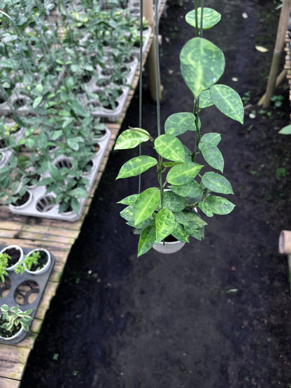 Hoya Lacunosa Amarillo