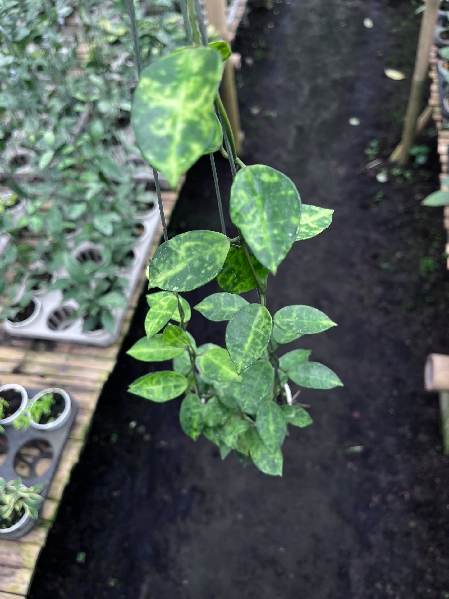 Hoya Lacunosa Amarillo
