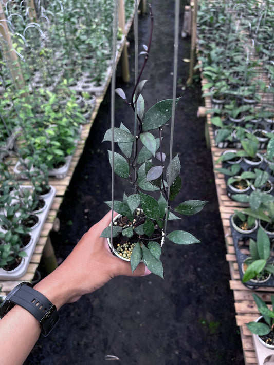 Hoya Lacunosa Black