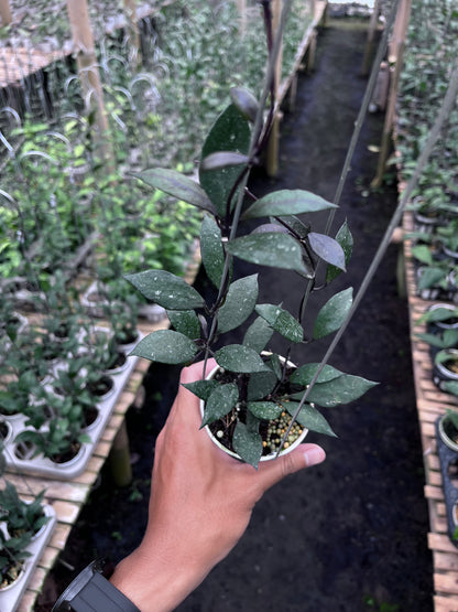 Hoya Lacunosa Black