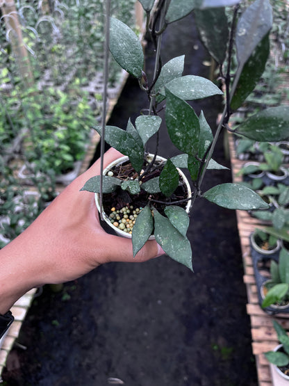 Hoya Lacunosa Black