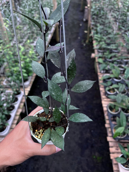 Hoya Lacunosa Black