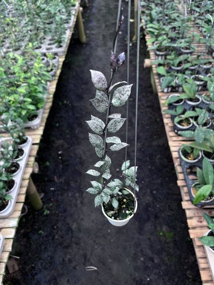 Hoya Lacunosa Black Aurora