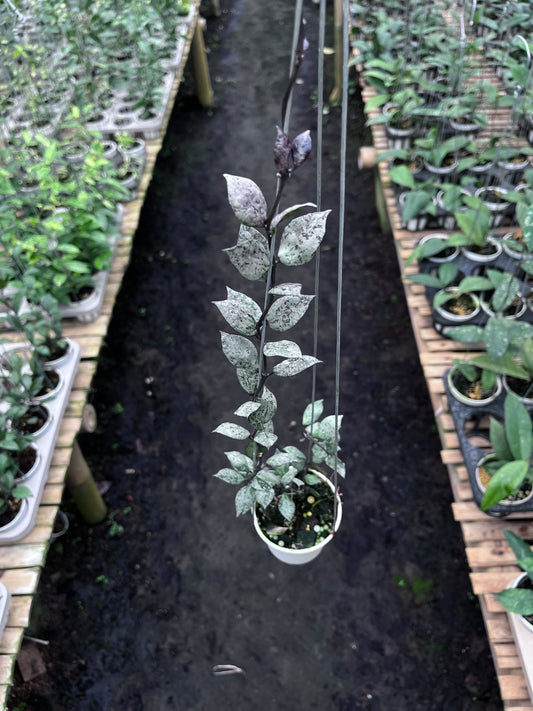 Hoya Lacunosa Black Aurora