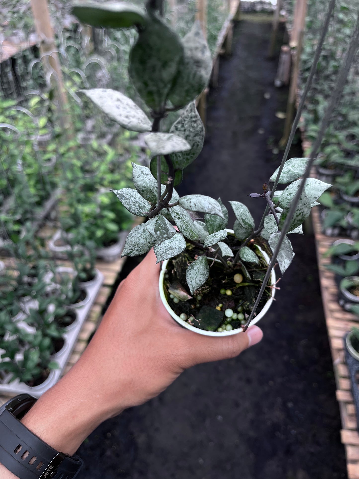 Hoya Lacunosa Black Aurora