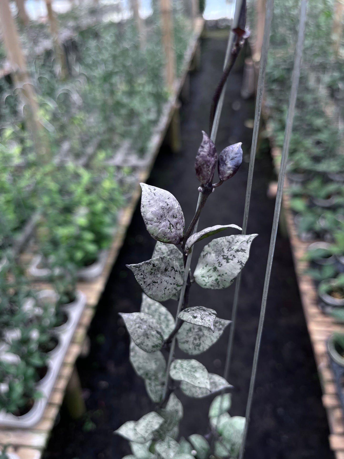 Hoya Lacunosa Black Aurora