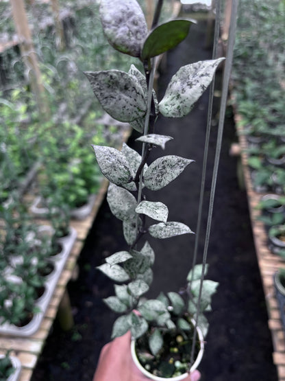 Hoya Lacunosa Black Aurora