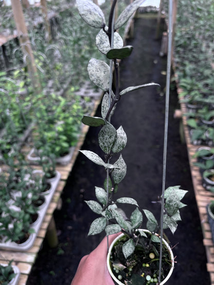 Hoya Lacunosa Black Aurora