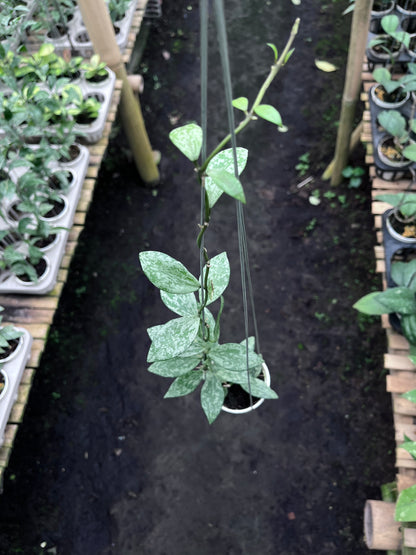 Hoya Lacunosa Silver Lime