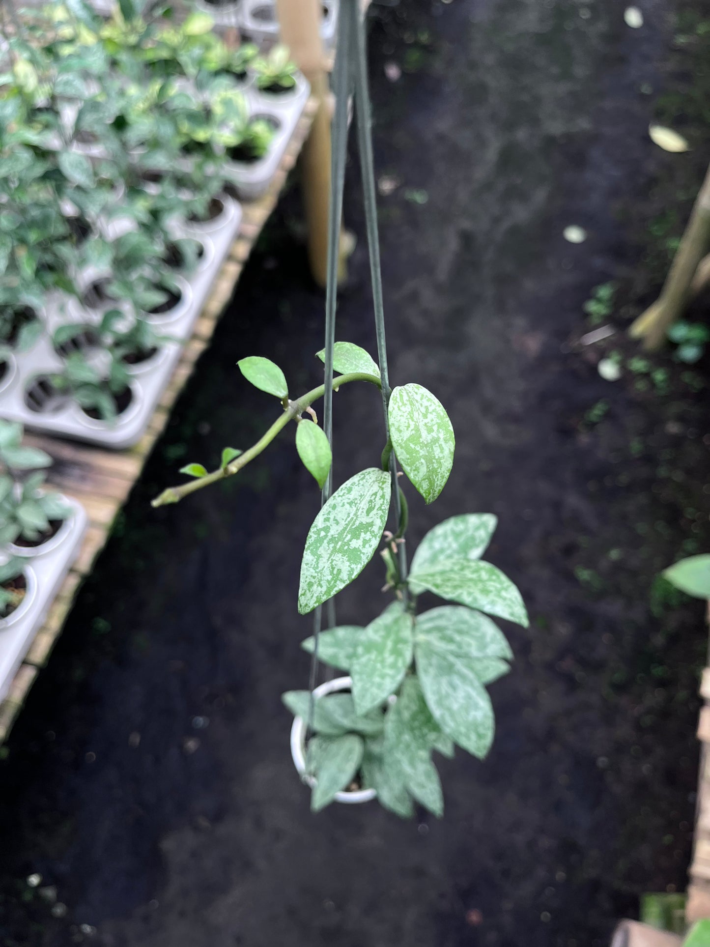 Hoya Callistophylla Vena