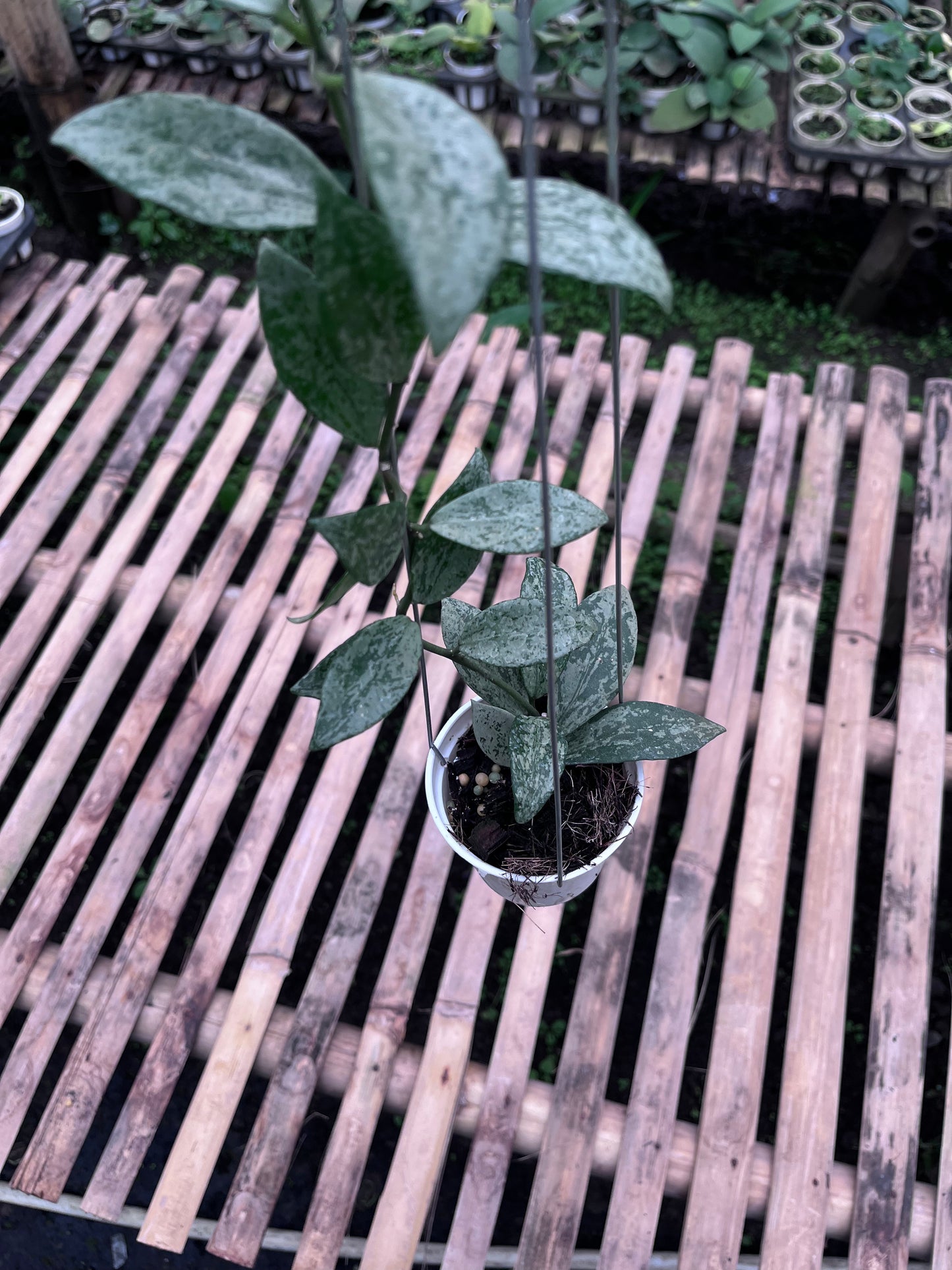 Hoya Lacunosa Silver Lime