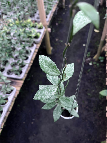 Hoya Lacunosa Silver Lime