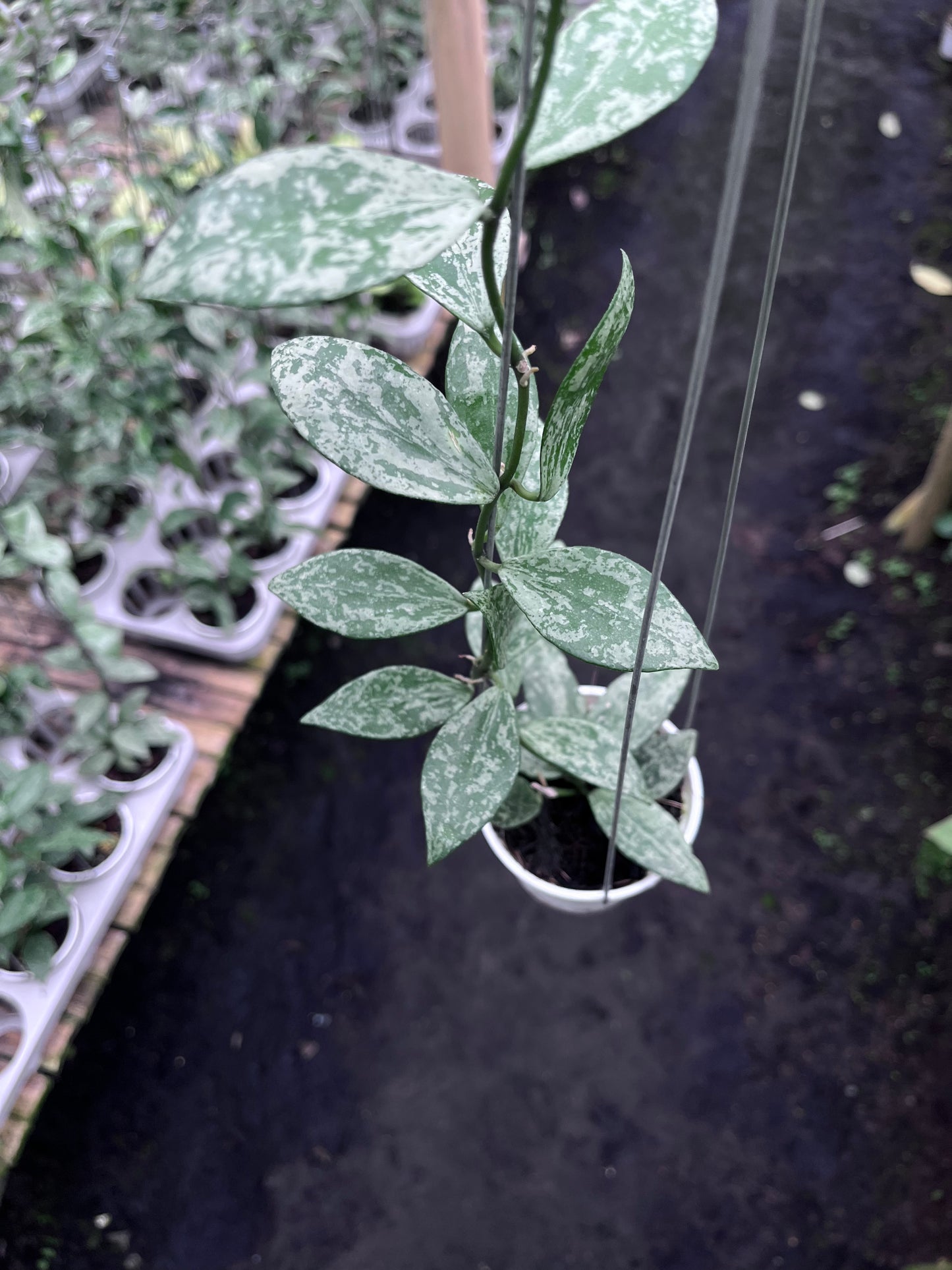 Hoya Lacunosa Silver Lime