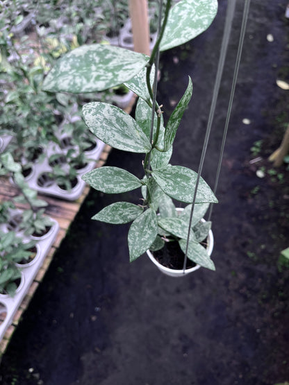 Hoya Lacunosa Silver Lime