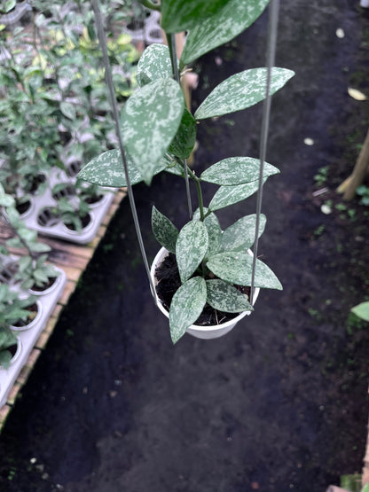 Hoya Lacunosa Silver Lime
