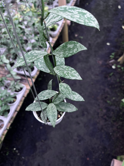 Hoya Lacunosa Silver Lime