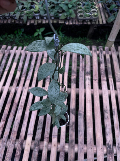 Hoya Lacunosa Silver Lime