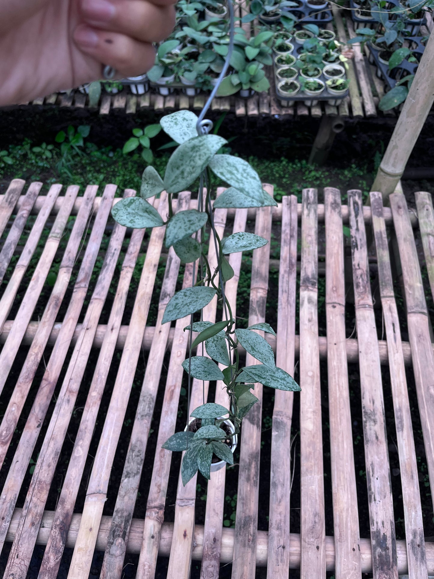 Hoya Lacunosa Silver Lime