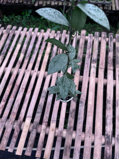 Hoya Lacunosa Silver Lime