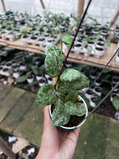 Hoya Lacunosa Sweet Love