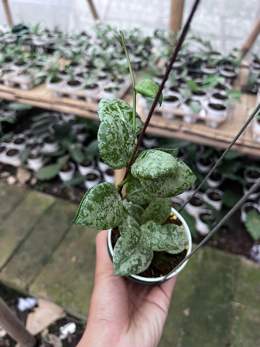 Hoya Lacunosa Sweet Love