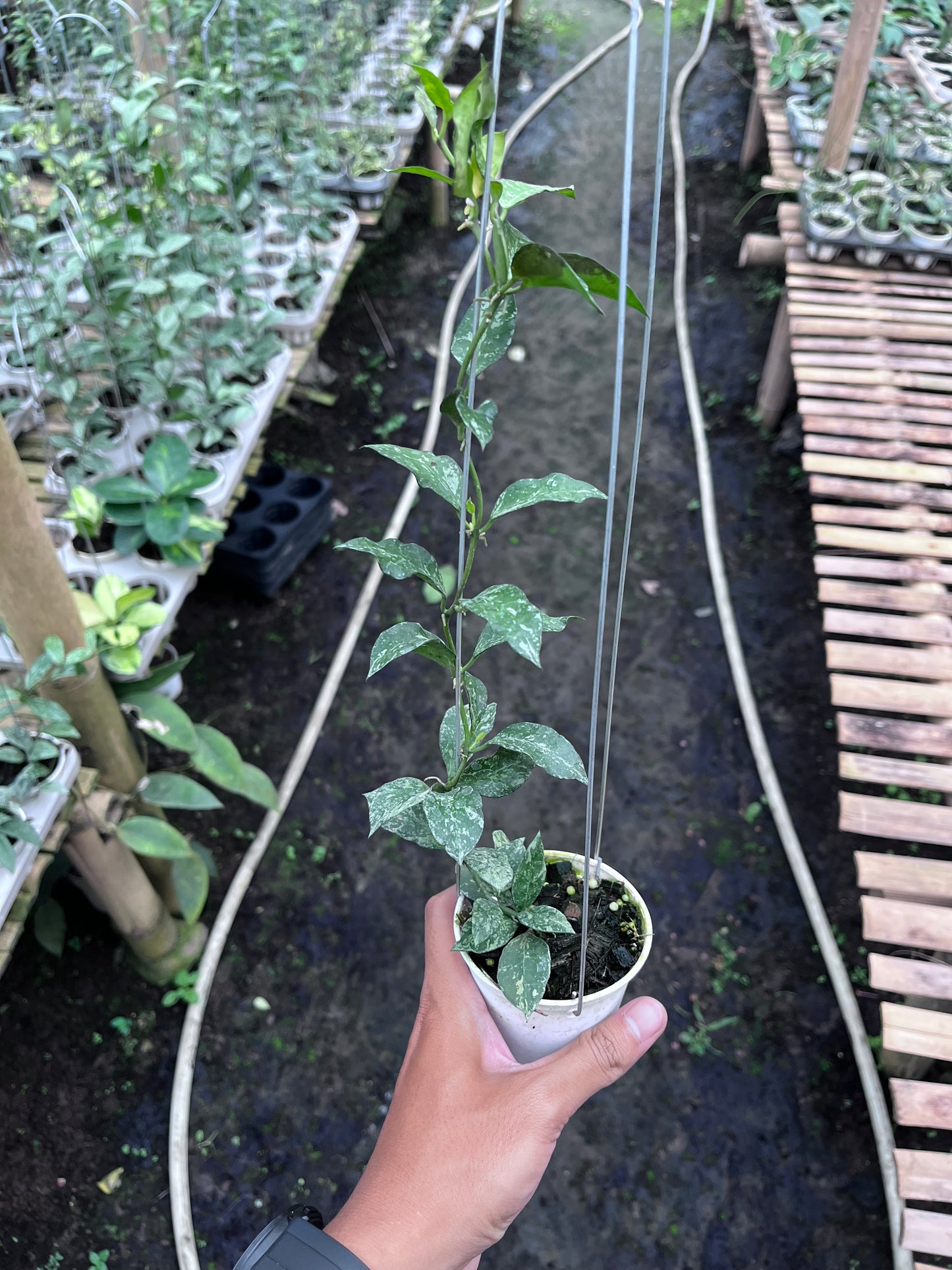 Hoya Lacunosa Zebra Skin