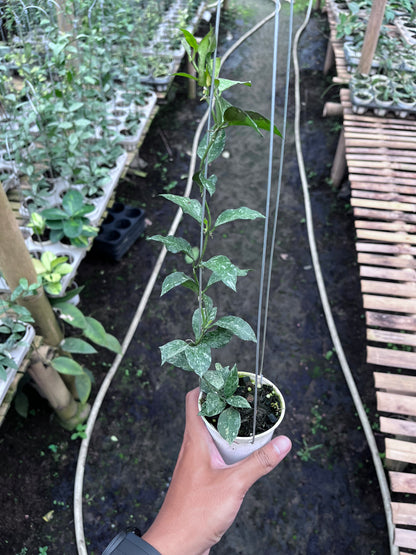 Hoya Lacunosa Zebra Skin