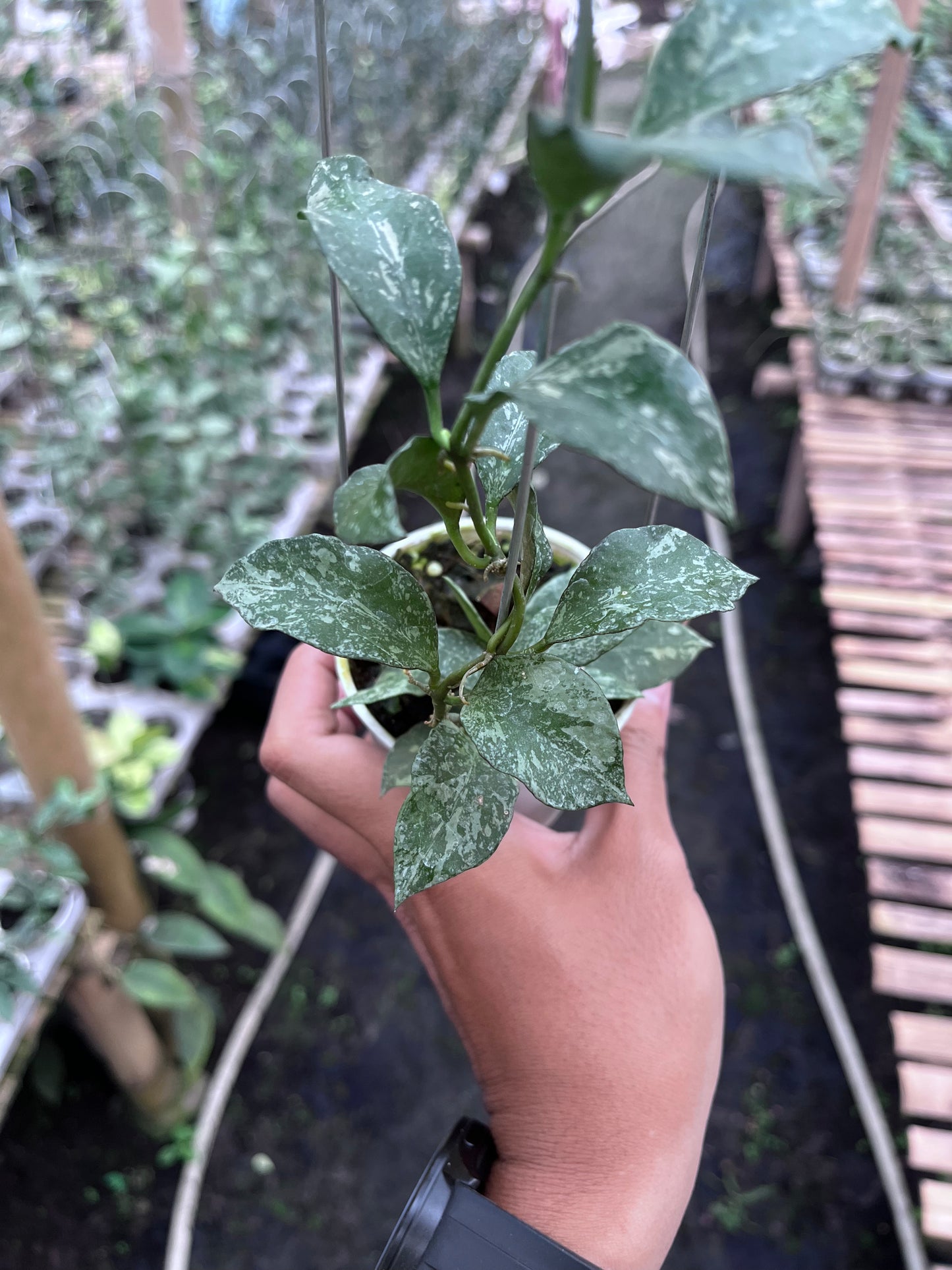 Hoya Lacunosa Zebra Skin