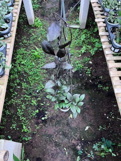 Hoya Lacunosa Black Coin