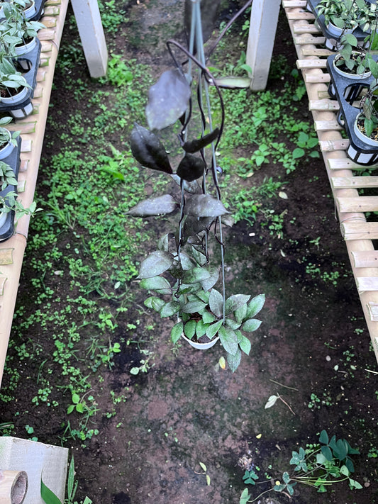 Hoya Lacunosa Black Coin