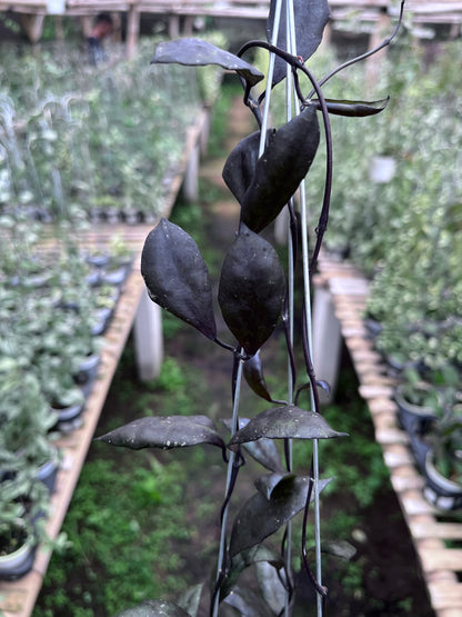 Hoya Lacunosa Black Coin