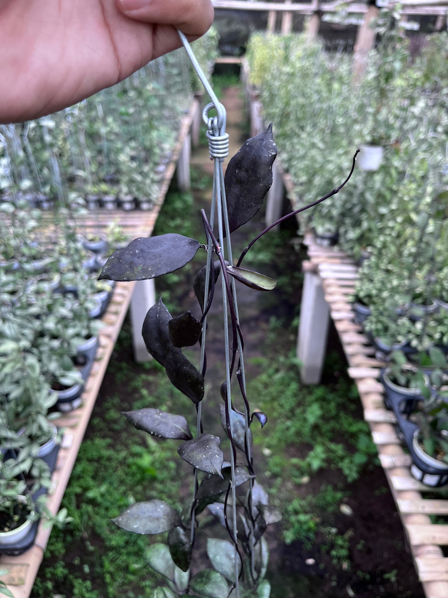 Hoya Lacunosa Black Coin