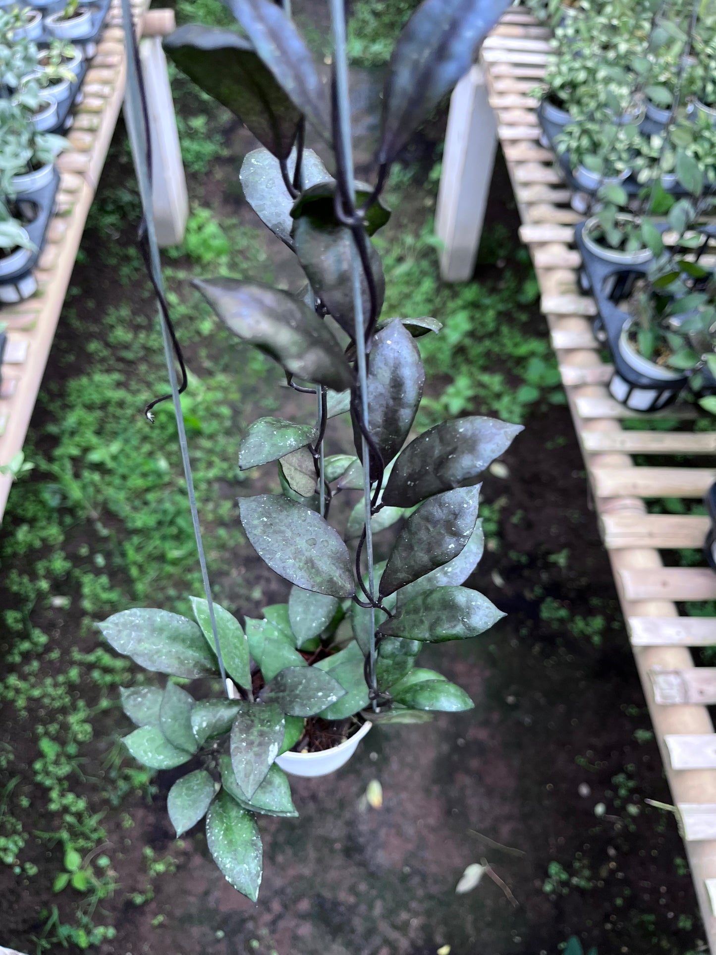 Hoya Lacunosa Black Coin