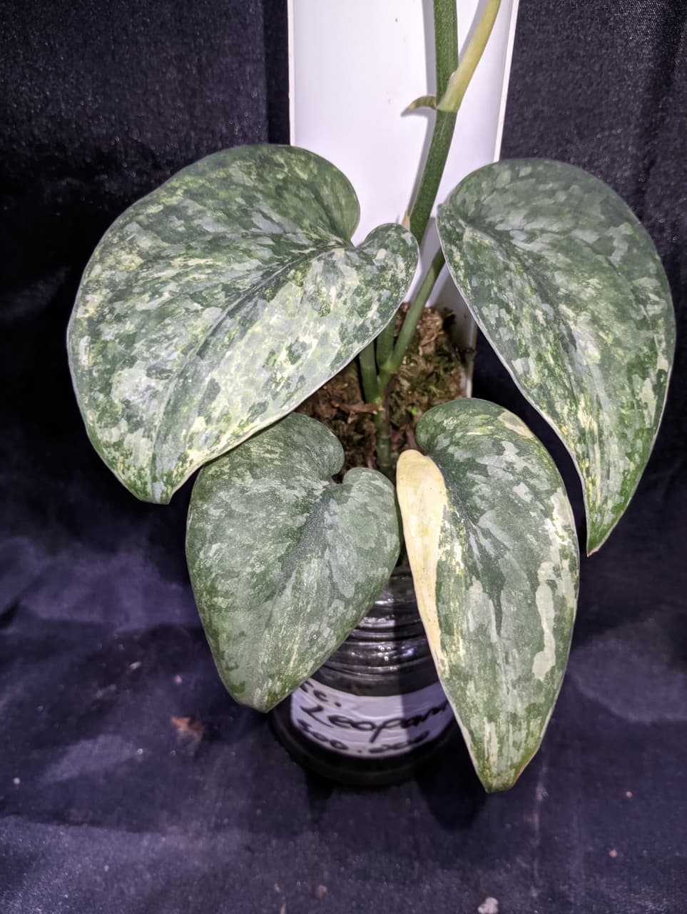 Scindapsus Leopard