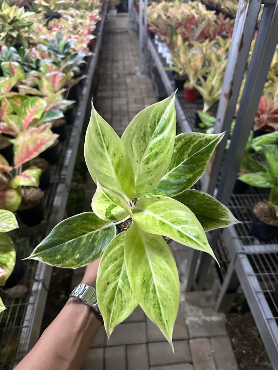 Aglaonema Lipstick White
