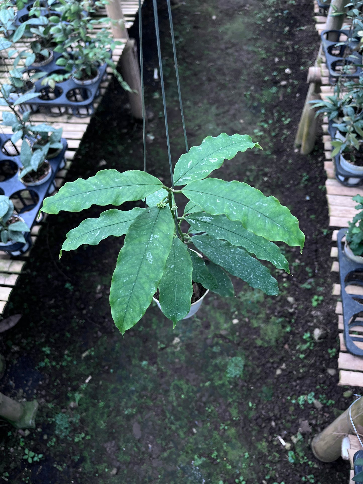 Hoya Lockii Sp Papua