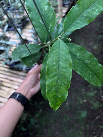 Hoya Lockii Sp Papua