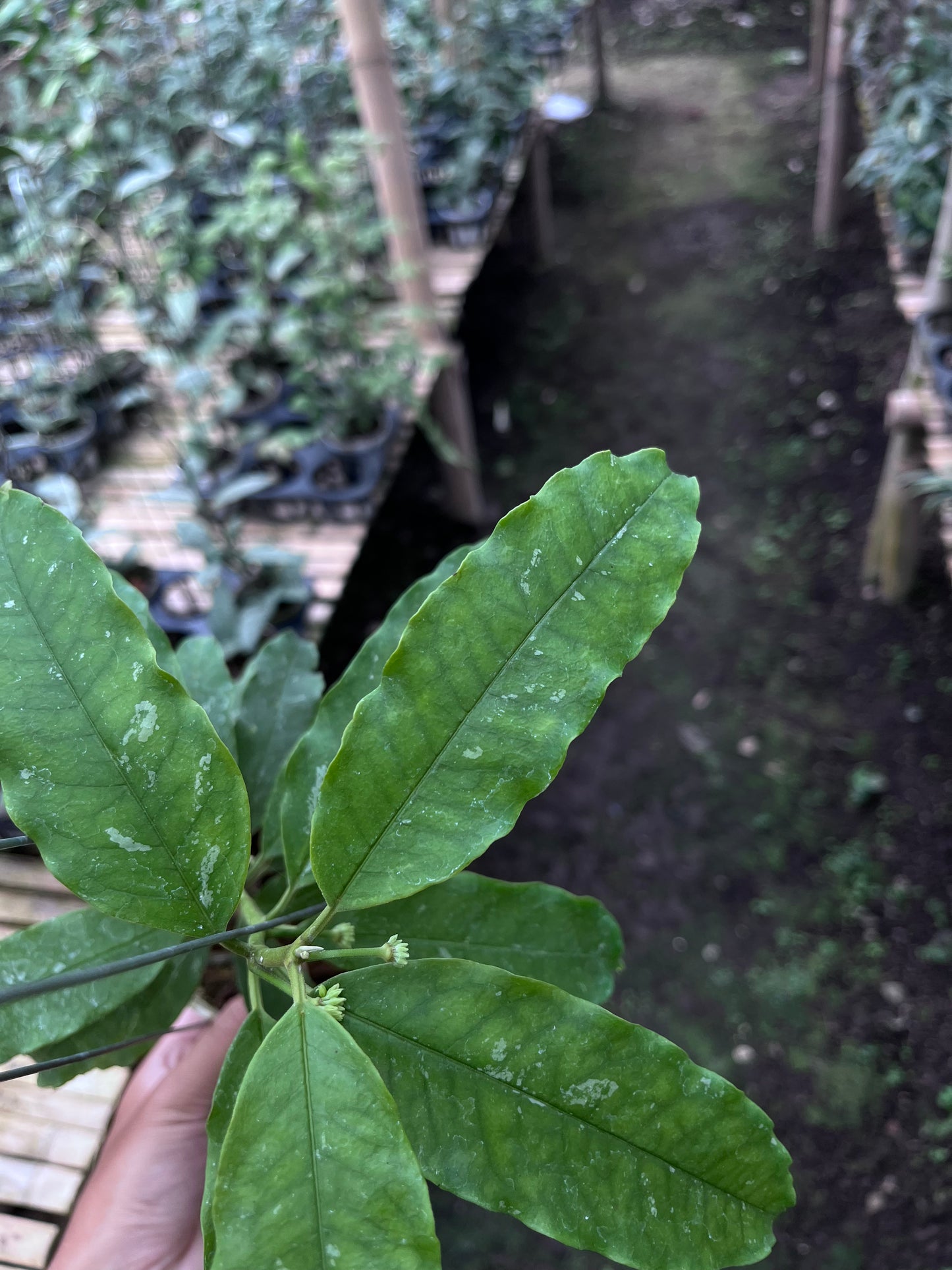Hoya Lockii Sp Papua