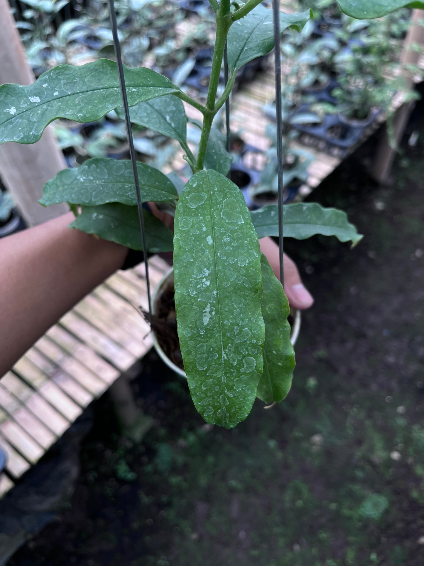 Hoya Lockii Sp Papua
