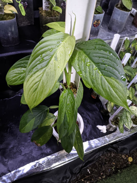 Scindapsus Longi Green on Green