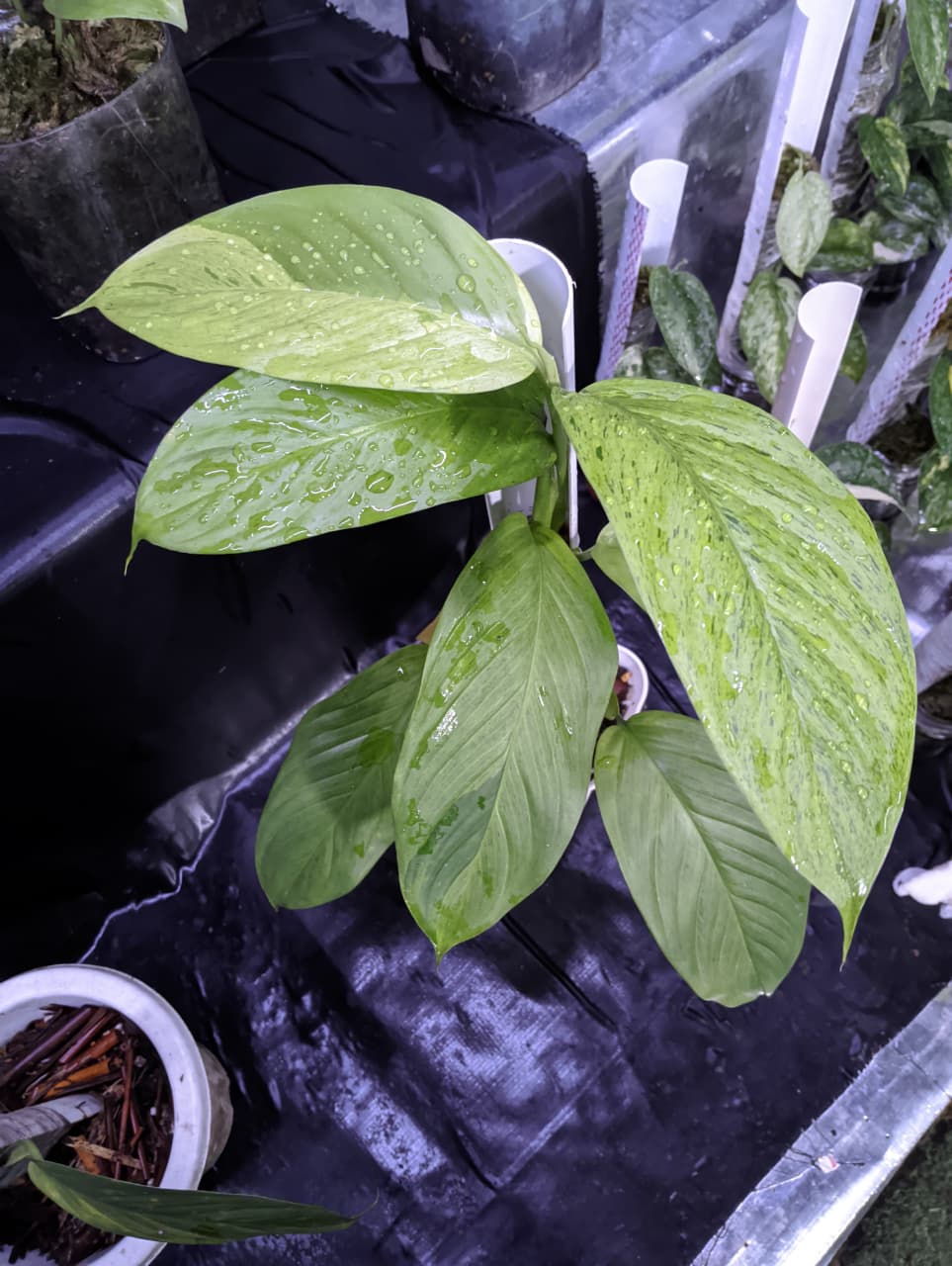 Scindapsus Longi Variegated