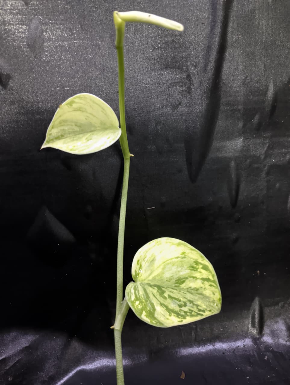 Scindapsus Luna Glow
