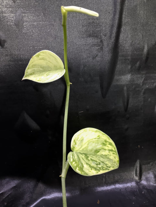 Scindapsus Luna Glow