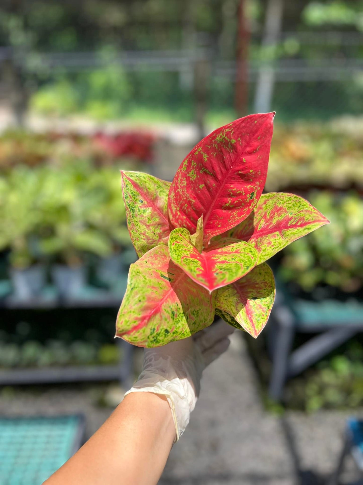 Aglaonema Mahasety
