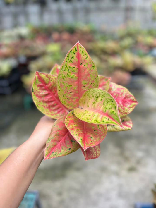 Aglaonema Mahasety