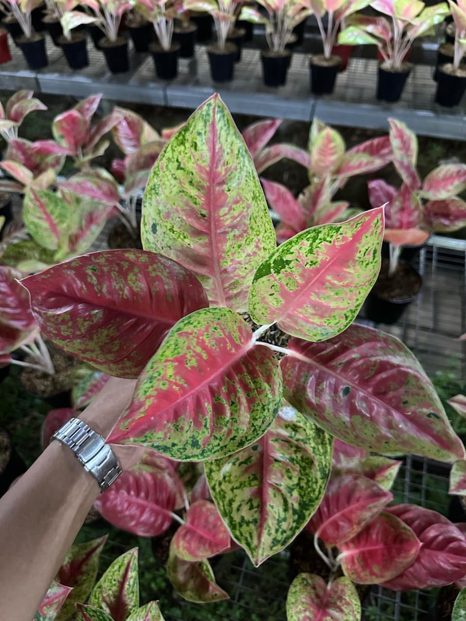 Aglaonema Mahasety