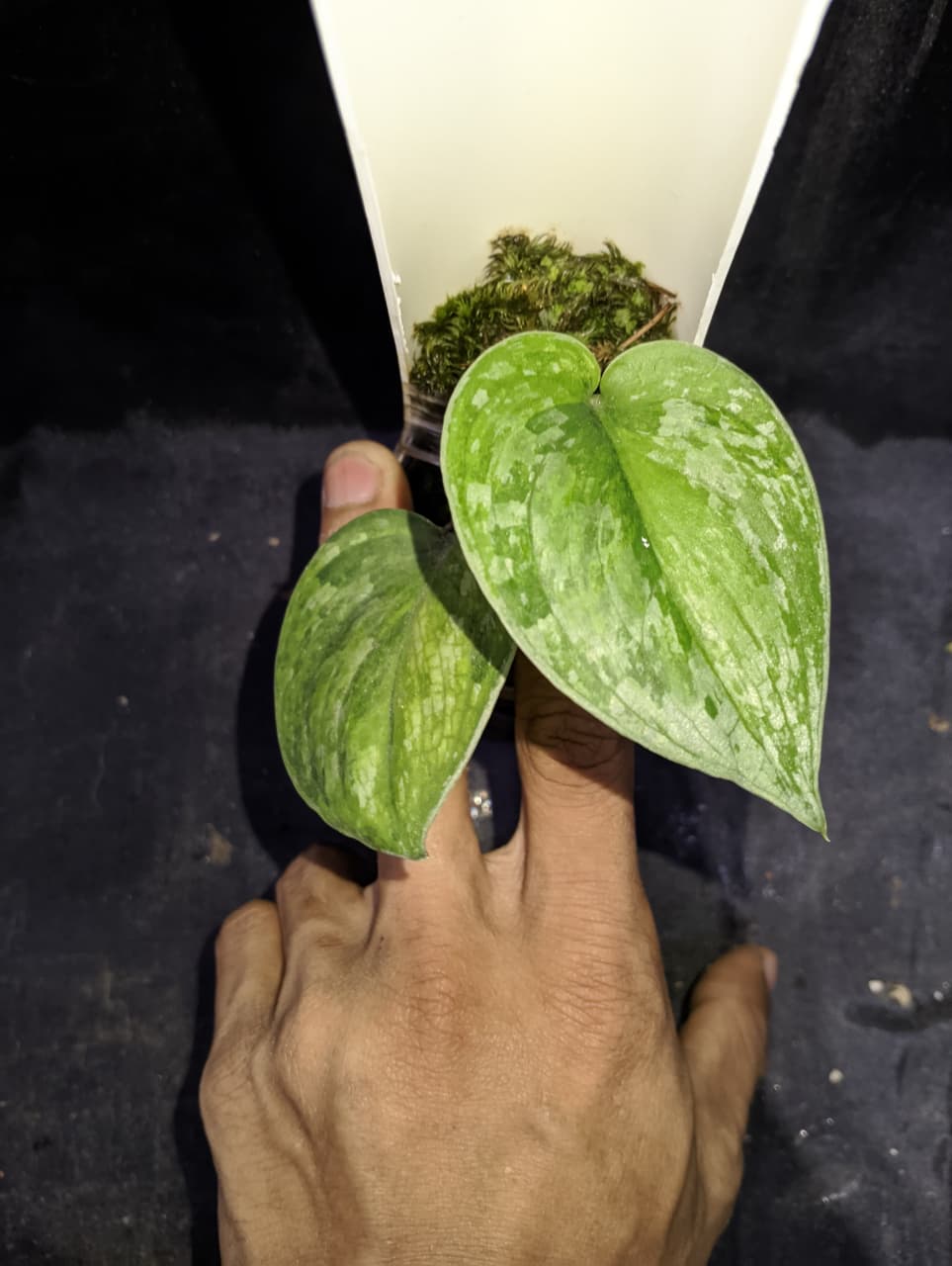 Scindapsus Mame