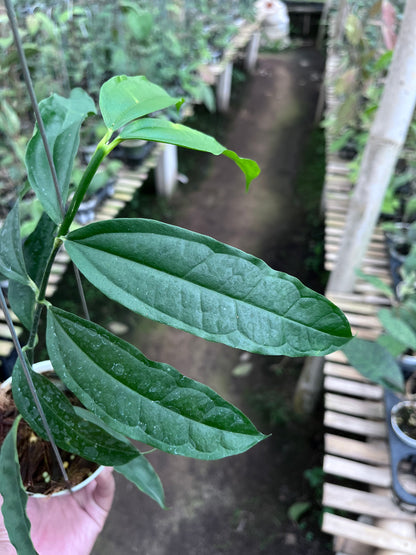 Hoya Medinillifolia
