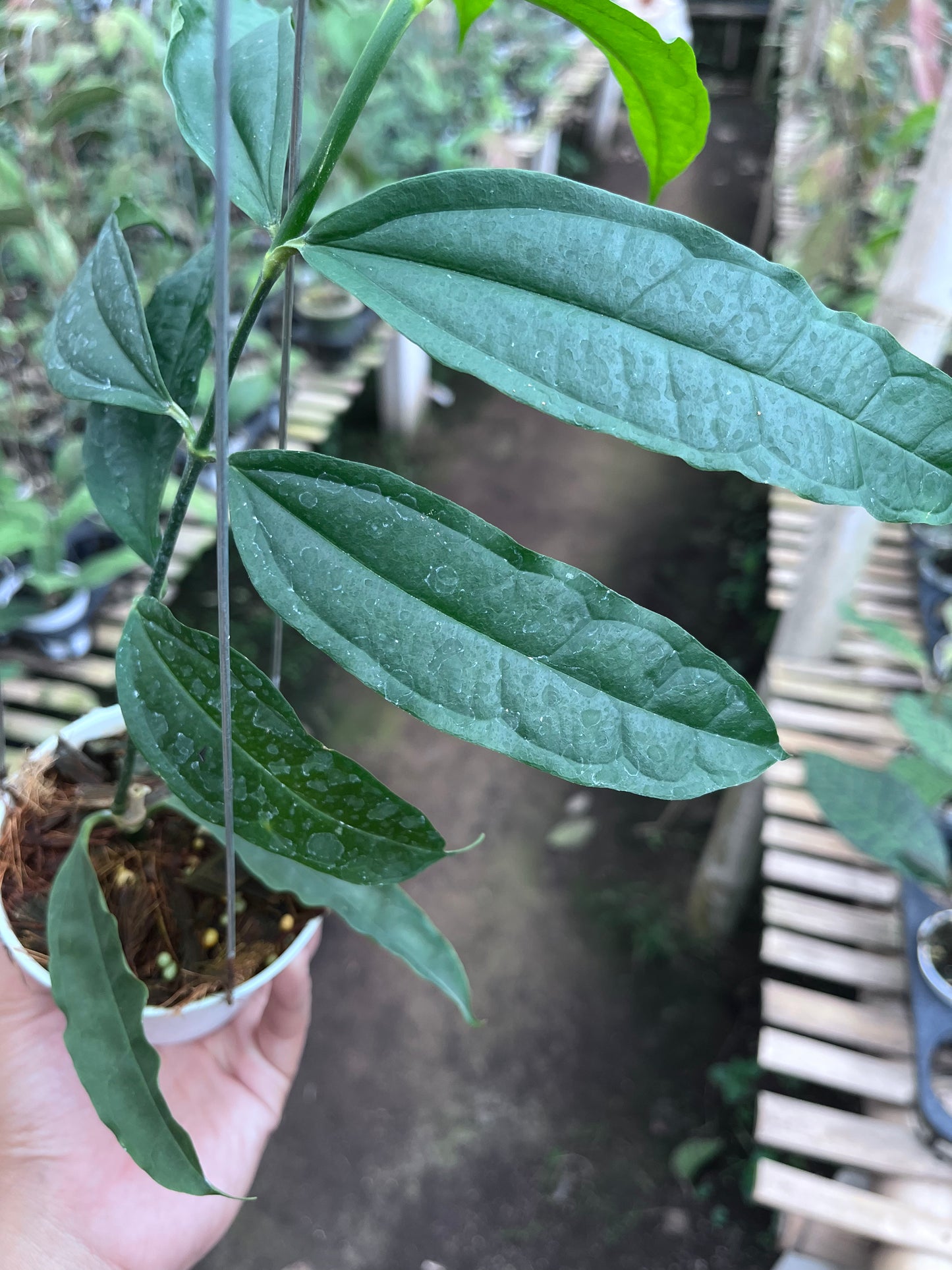 Hoya Medinillifolia