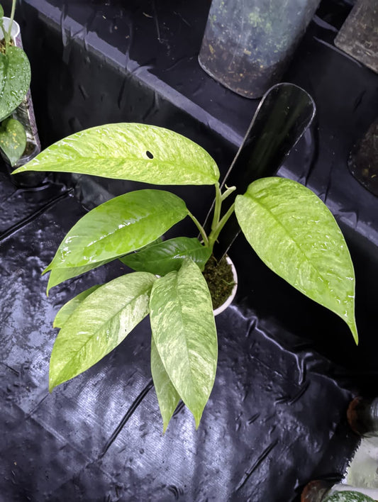 Scindapsus Megasperma